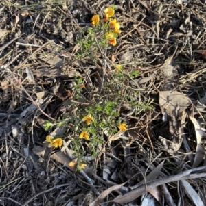 Pultenaea microphylla at Jerrabomberra, NSW - 6 Oct 2021 06:18 PM