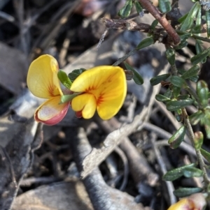 Pultenaea microphylla at Jerrabomberra, NSW - 6 Oct 2021 06:18 PM