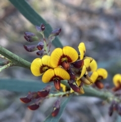 Daviesia mimosoides subsp. mimosoides at Jerrabomberra, NSW - 6 Oct 2021 by SteveBorkowskis