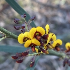 Daviesia mimosoides subsp. mimosoides at Mount Jerrabomberra - 6 Oct 2021 by Steve_Bok