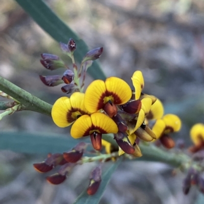 Daviesia mimosoides subsp. mimosoides at Jerrabomberra, NSW - 6 Oct 2021 by SteveBorkowskis