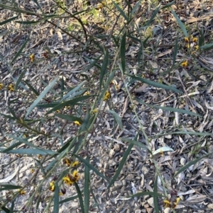 Daviesia mimosoides subsp. mimosoides at Jerrabomberra, NSW - 6 Oct 2021