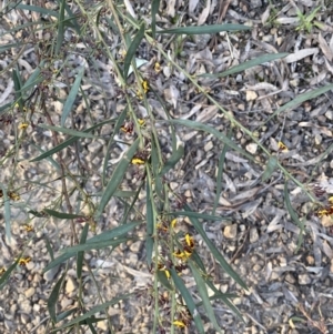 Daviesia mimosoides subsp. mimosoides at Jerrabomberra, NSW - 6 Oct 2021 06:26 PM