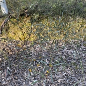 Daviesia mimosoides subsp. mimosoides at Jerrabomberra, NSW - 6 Oct 2021