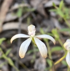 Caladenia ustulata (Brown Caps) at Jerrabomberra, NSW - 6 Oct 2021 by SteveBorkowskis