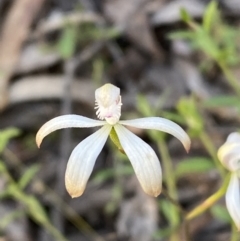 Caladenia ustulata (Brown caps) at Jerrabomberra, NSW - 6 Oct 2021 by Steve_Bok