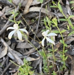 Caladenia ustulata at Jerrabomberra, NSW - suppressed