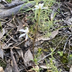 Caladenia ustulata at Jerrabomberra, NSW - suppressed