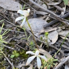 Caladenia ustulata at Jerrabomberra, NSW - suppressed