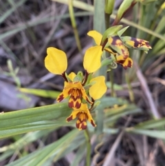 Diuris pardina (Leopard Doubletail) at Jerrabomberra, NSW - 6 Oct 2021 by SteveBorkowskis