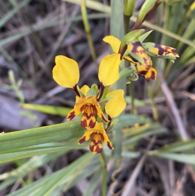 Diuris pardina (Leopard Doubletail) at Mount Jerrabomberra QP - 6 Oct 2021 by Steve_Bok