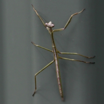 Mantodea sp. (order) at Springdale Heights, NSW - 6 Oct 2021 by PaulF