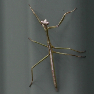 Mantidae (family) adult or nymph at Springdale Heights, NSW - 6 Oct 2021 by PaulF