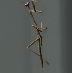 Mantidae (family) adult or nymph at Springdale Heights, NSW - 6 Oct 2021 01:25 PM