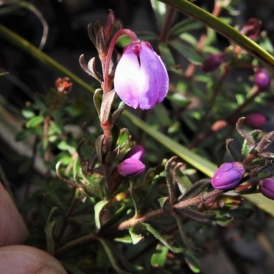 Tetratheca bauerifolia (Heath Pink-bells) at Namadgi National Park - 3 Oct 2021 by JohnBundock