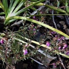 Tetratheca bauerifolia at Booth, ACT - 3 Oct 2021