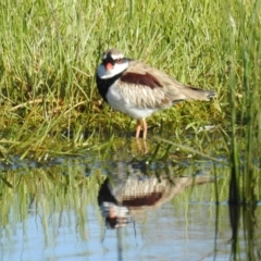 Charadrius melanops (Black-fronted Dotterel) at Tuggeranong DC, ACT - 5 Oct 2021 by HelenCross