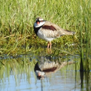 Charadrius melanops at Tuggeranong DC, ACT - suppressed