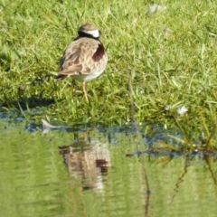 Charadrius melanops at Tuggeranong DC, ACT - 6 Oct 2021