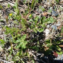 Solanum sisymbriifolium (Sticky Nightshade) at Holt, ACT - 22 Jul 2021 by sangio7