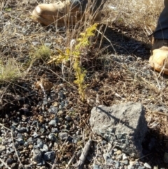 Solanum sisymbriifolium at Holt, ACT - 22 Jul 2021