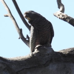 Callocephalon fimbriatum (Gang-gang Cockatoo) at Lions Youth Haven - Westwood Farm A.C.T. - 5 Oct 2021 by HelenCross