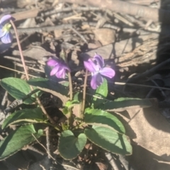 Viola betonicifolia subsp. betonicifolia (Arrow-Leaved Violet) at Lake George, NSW - 6 Oct 2021 by MPennay