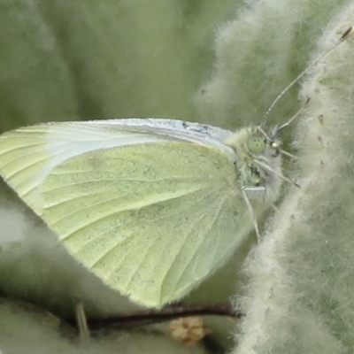 Pieris rapae (Cabbage White) at Red Hill Nature Reserve - 28 Sep 2021 by RobParnell