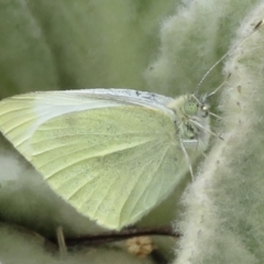 Pieris rapae (Cabbage White) at Garran, ACT - 28 Sep 2021 by RobParnell