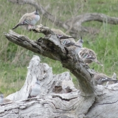 Ocyphaps lophotes (Crested Pigeon) at Red Hill Nature Reserve - 28 Sep 2021 by RobParnell