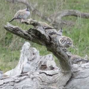 Ocyphaps lophotes at Garran, ACT - 28 Sep 2021 12:18 PM