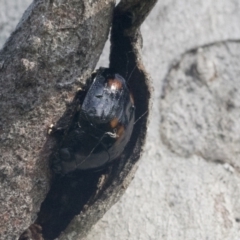 Paropsisterna beata (Blessed Leaf Beetle) at Hawker, ACT - 3 Oct 2021 by AlisonMilton