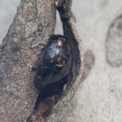 Paropsisterna beata at Hawker, ACT - 4 Oct 2021 08:10 AM