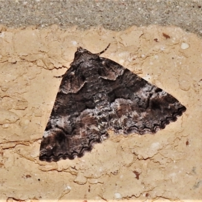 Gastrina cristaria (Wave-lined Geometrid) at Wanniassa, ACT - 6 Oct 2021 by JohnBundock