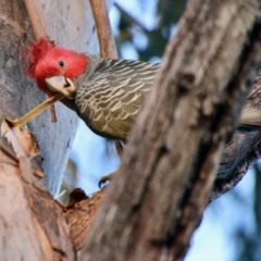 Callocephalon fimbriatum (Gang-gang Cockatoo) at Hughes, ACT - 6 Oct 2021 by LisaH