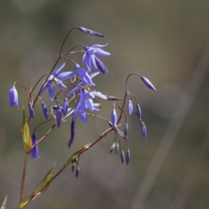 Stypandra glauca at Bruce, ACT - 5 Oct 2021