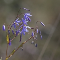 Stypandra glauca (Nodding Blue Lily) at Gossan Hill - 5 Oct 2021 by AlisonMilton