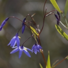 Stypandra glauca at Bruce, ACT - 5 Oct 2021