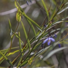 Stypandra glauca at Bruce, ACT - 5 Oct 2021