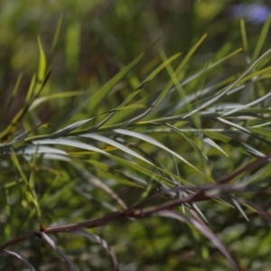 Stypandra glauca at Bruce, ACT - 5 Oct 2021