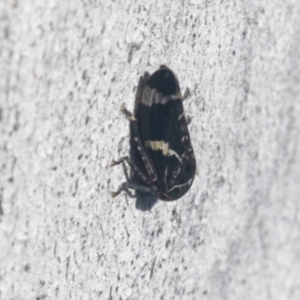 Eurymeloides punctata at Higgins, ACT - 4 Oct 2021 08:04 AM