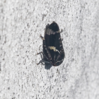 Eurymeloides punctata (Gumtree hopper) at Higgins, ACT - 4 Oct 2021 by AlisonMilton