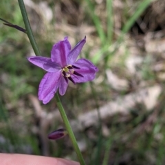 Arthropodium strictum (Chocolate Lily) at Wodonga - 6 Oct 2021 by Darcy