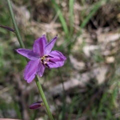 Arthropodium strictum at Baranduda, VIC - 6 Oct 2021 02:09 PM