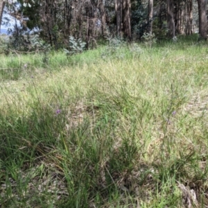 Arthropodium strictum at Baranduda, VIC - 6 Oct 2021 02:09 PM