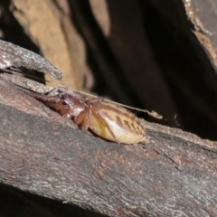 Clubiona sp. (genus) (Unidentified Stout Sac Spider) at Holt, ACT - 4 Oct 2021 by AlisonMilton