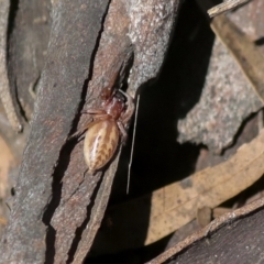 Clubiona sp. (genus) at Holt, ACT - 4 Oct 2021 12:20 PM