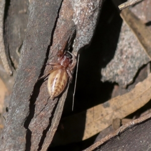Clubiona sp. (genus) at Holt, ACT - 4 Oct 2021