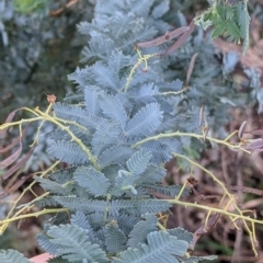 Acacia baileyana (Cootamundra Wattle, Golden Mimosa) at Baranduda, VIC - 6 Oct 2021 by Darcy