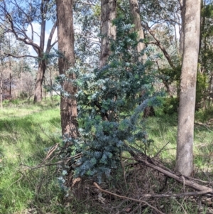 Acacia baileyana at Baranduda, VIC - 6 Oct 2021
